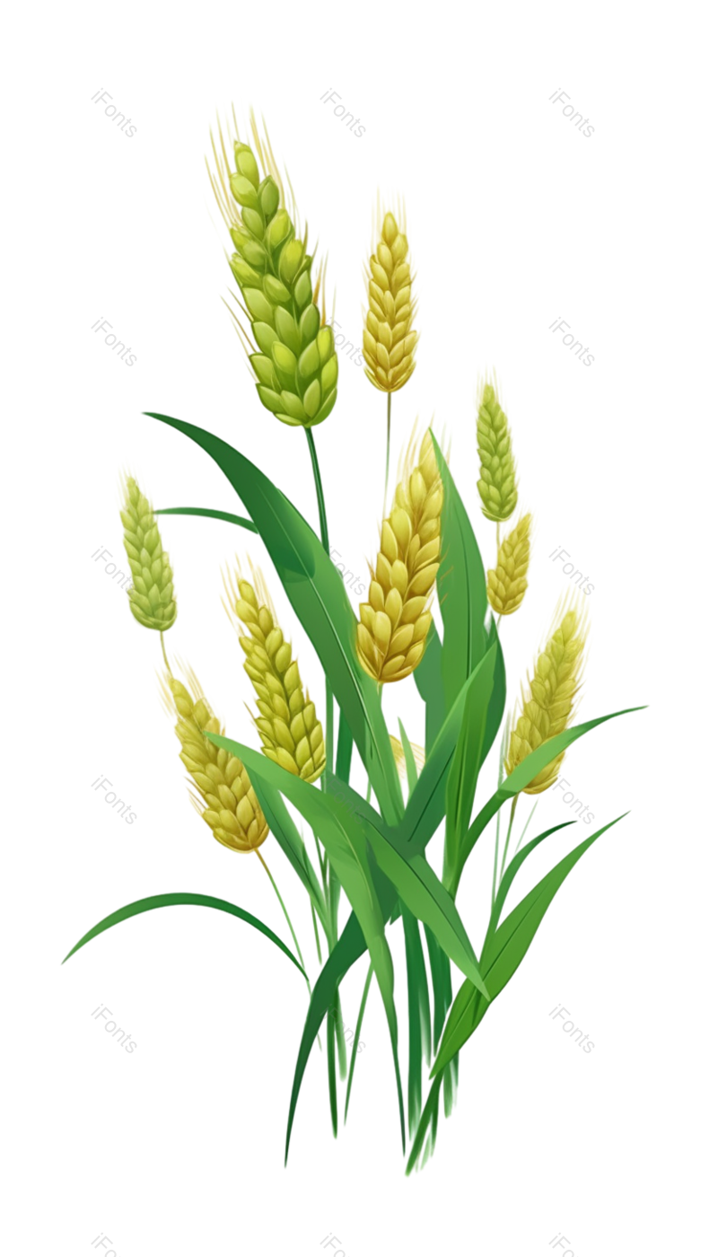 叶子图片,小满元素,稻谷PNG,绿色免抠素材